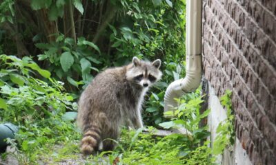 A Raccoon Named Jimothy Has Seattle Wondering: How Many Rotund Rodents Are Out There?