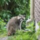 A Raccoon Named Jimothy Has Seattle Wondering: How Many Rotund Rodents Are Out There?