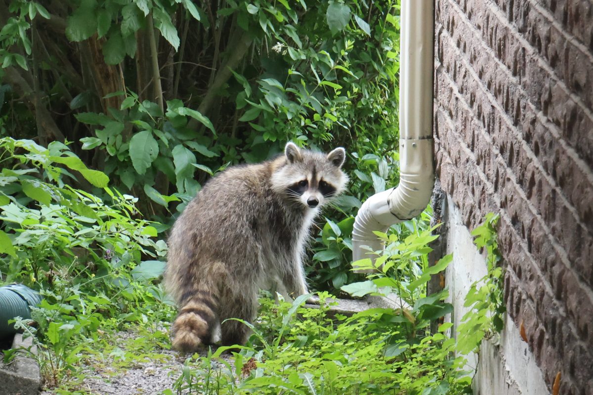 A Raccoon Named Jimothy Has Seattle Wondering: How Many Rotund Rodents Are Out There?